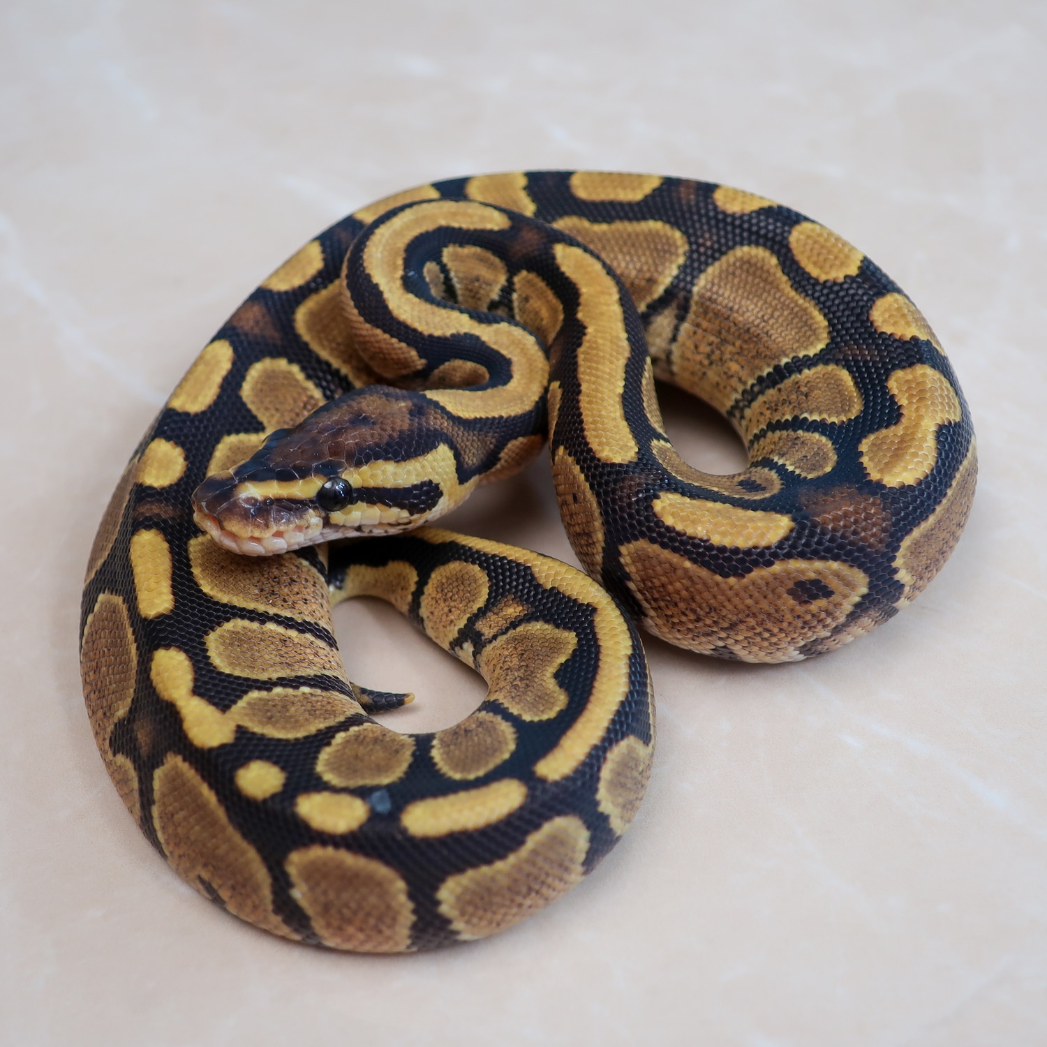 Fire Pos Het Crazy Ball Python by Designer Python - MorphMarket