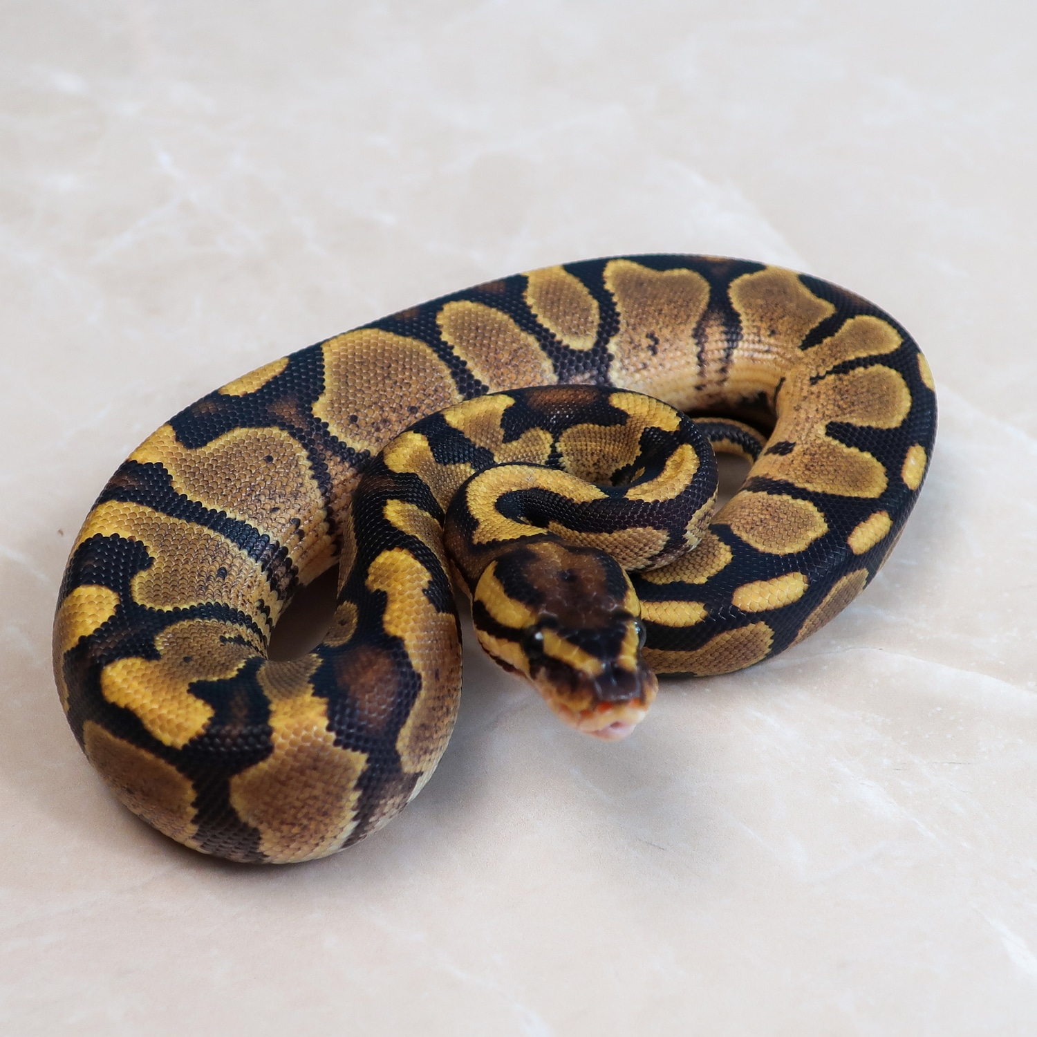 Fire Pos Het Crazy Ball Python by Designer Python - MorphMarket