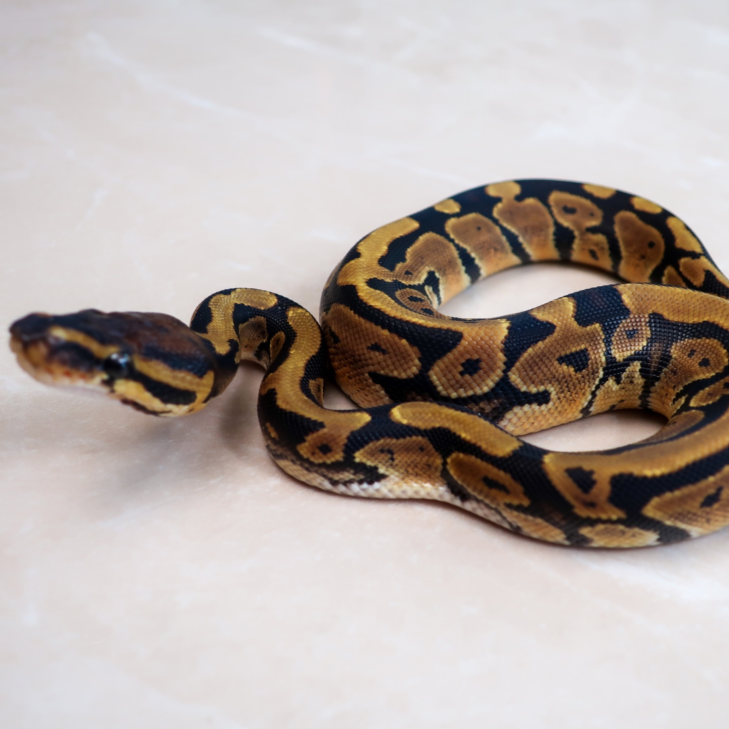 66% Het Puzzle Ball Python by Designer Python - MorphMarket