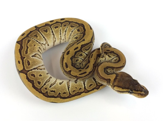 Jigsaw Ball Python by Royal Constrictor Designs