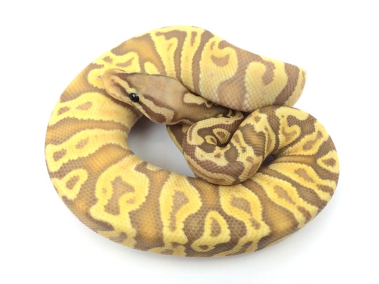GHI Pastel Banana Ball Python by Royal Constrictor Designs