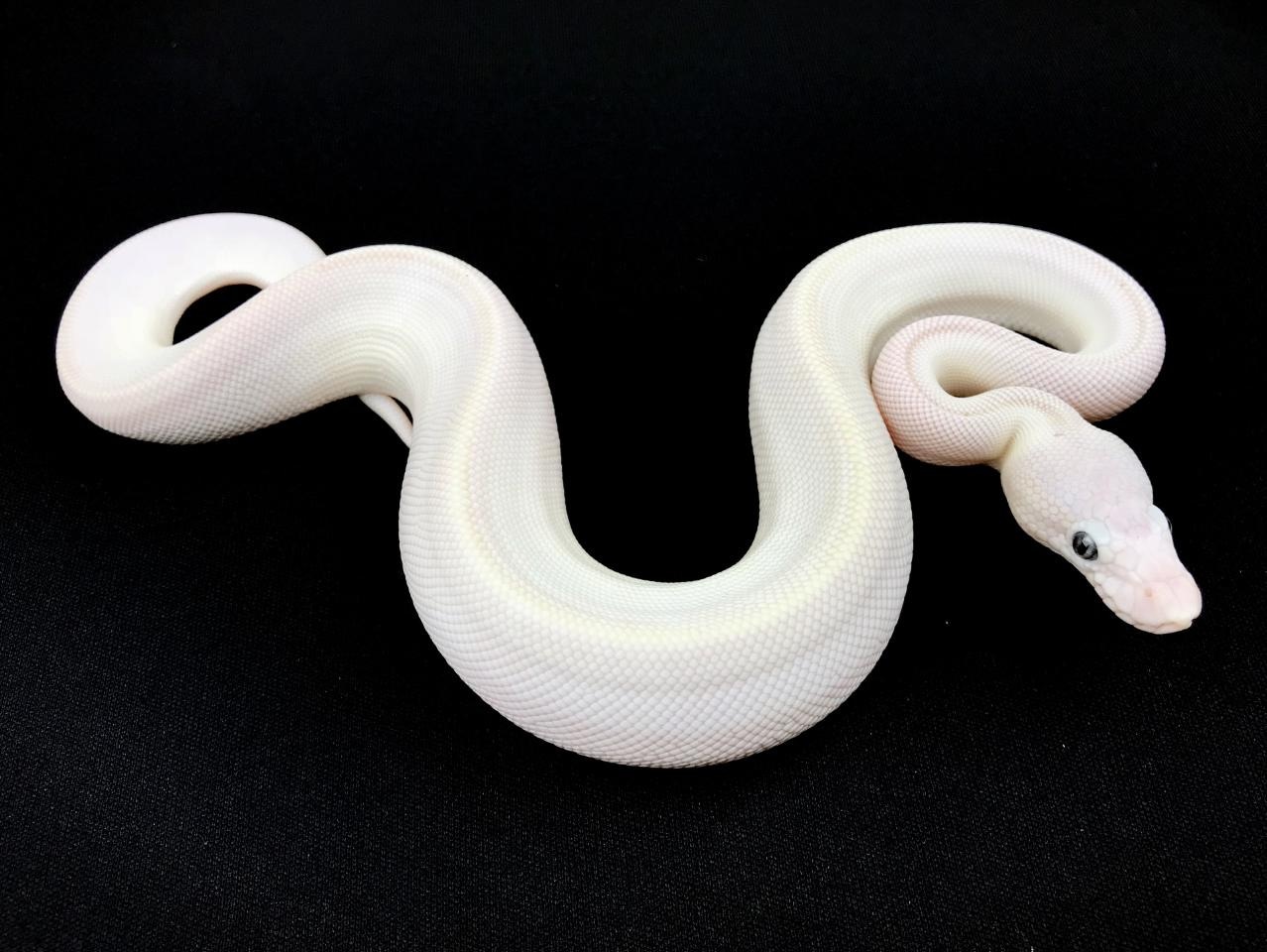 Blue Eyed Leucistic Ball Python by Royal Constrictor Designs - MorphMarket