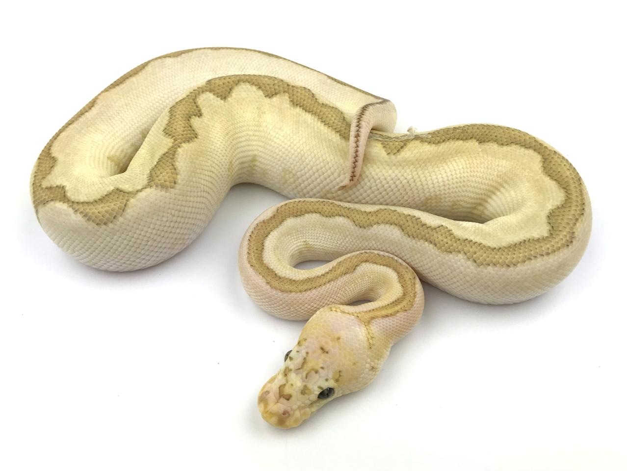 Bamboo Clown Ball Python by Royal Constrictor Designs - MorphMarket