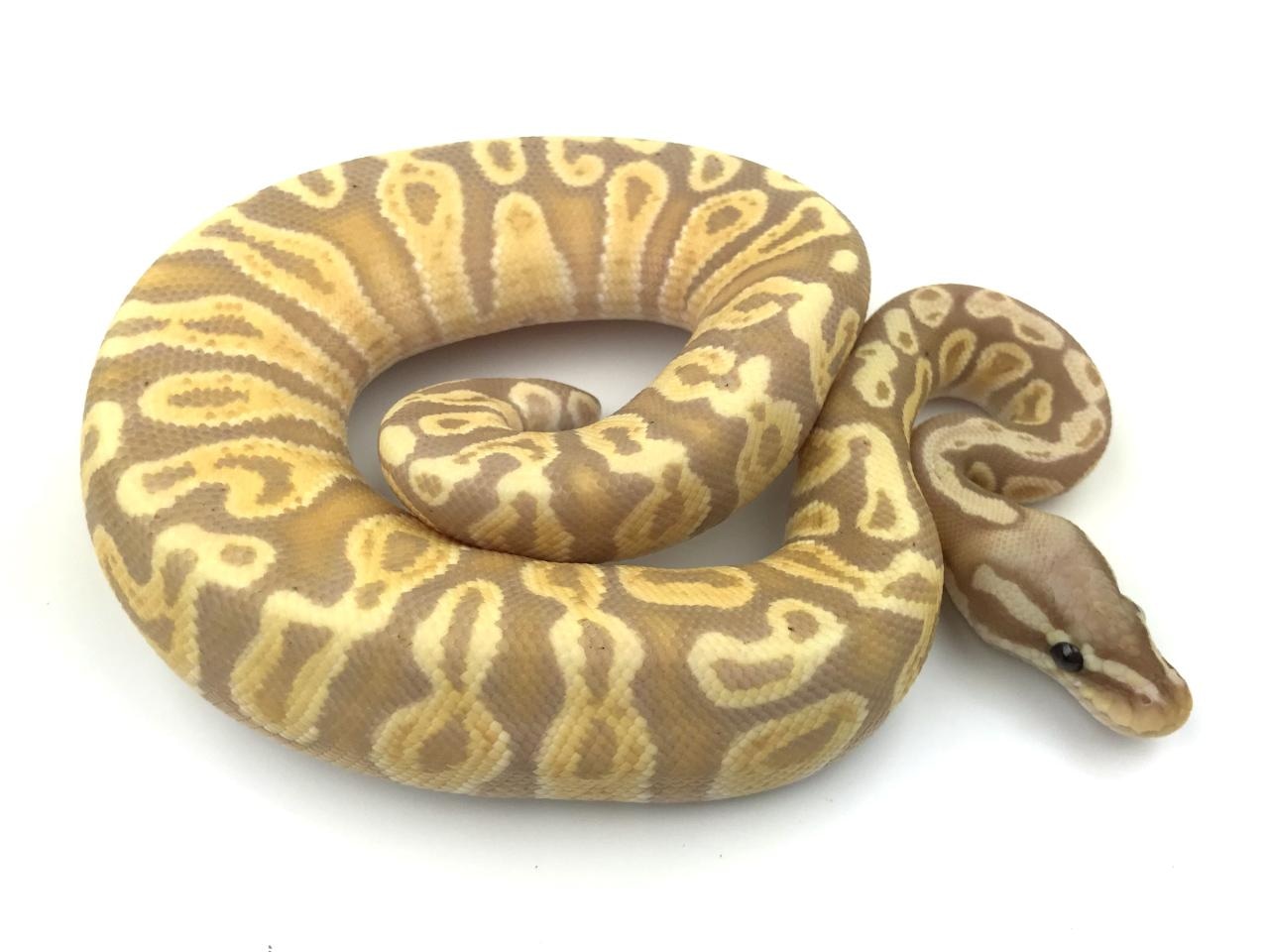 Banana GHI Ball Python by Royal Constrictor Designs MorphMarket