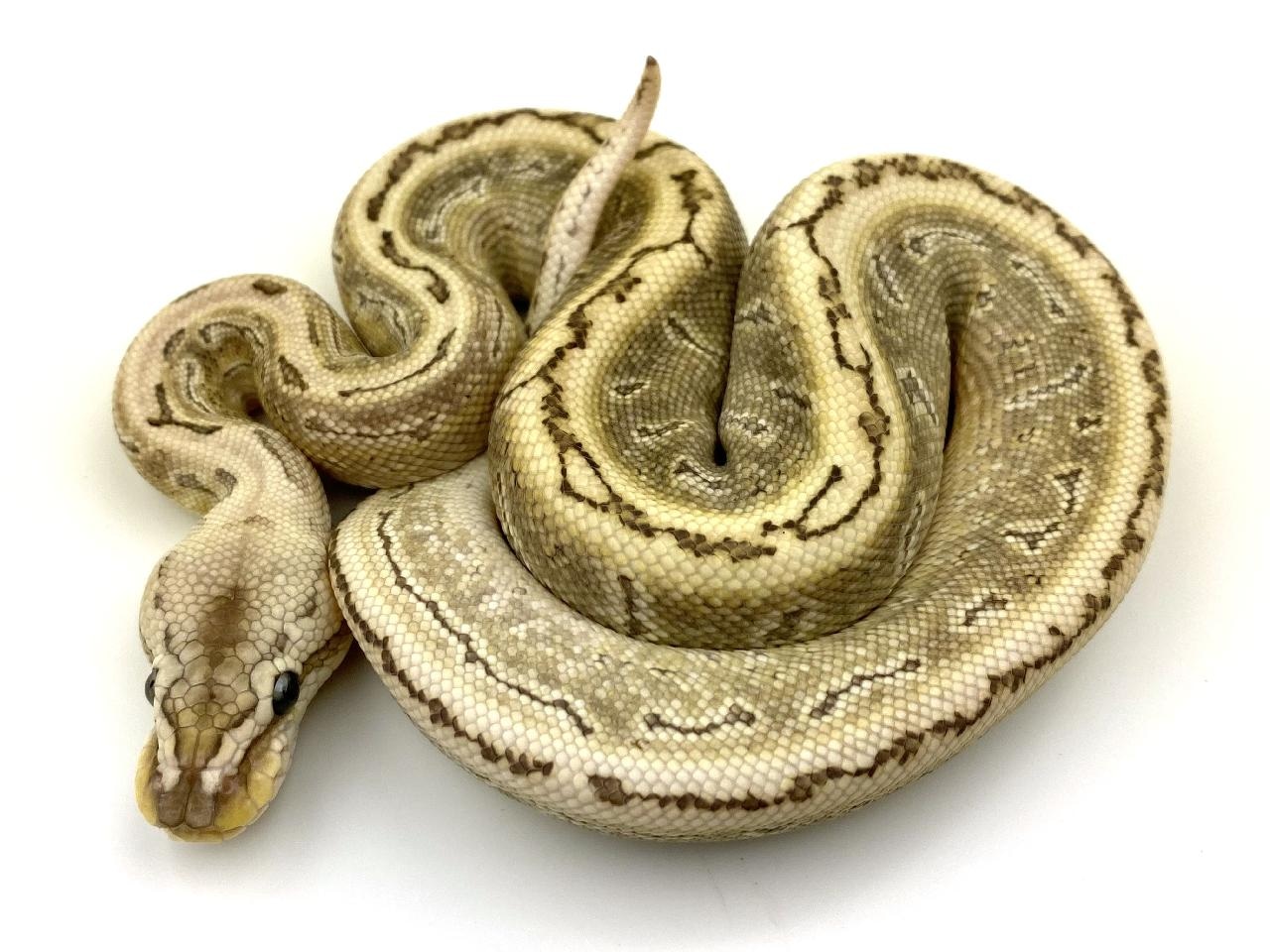 Bamboo Leopard Pinstripe Ball Python by Royal Constrictor Designs ...
