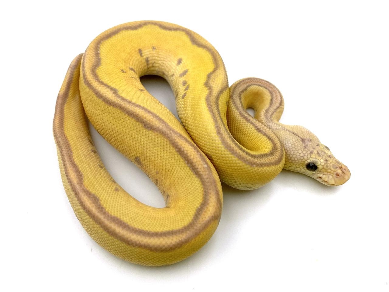 Banana Pastel Leopard Clown Ball Python by Royal Constrictor Designs
