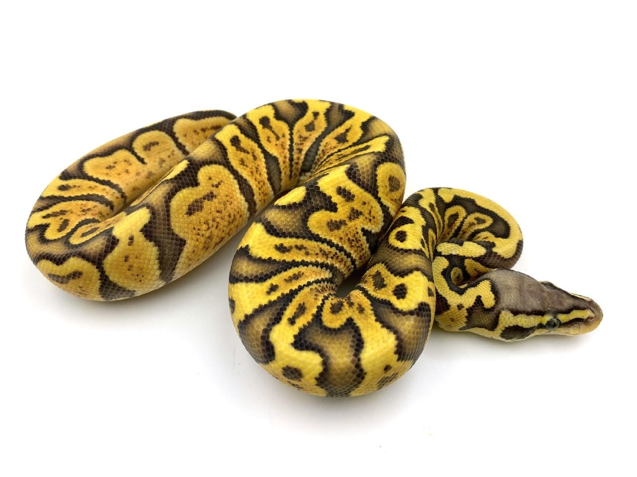 Hypo Pastel Enchi GHI Ball Python by Royal Constrictor Designs ...