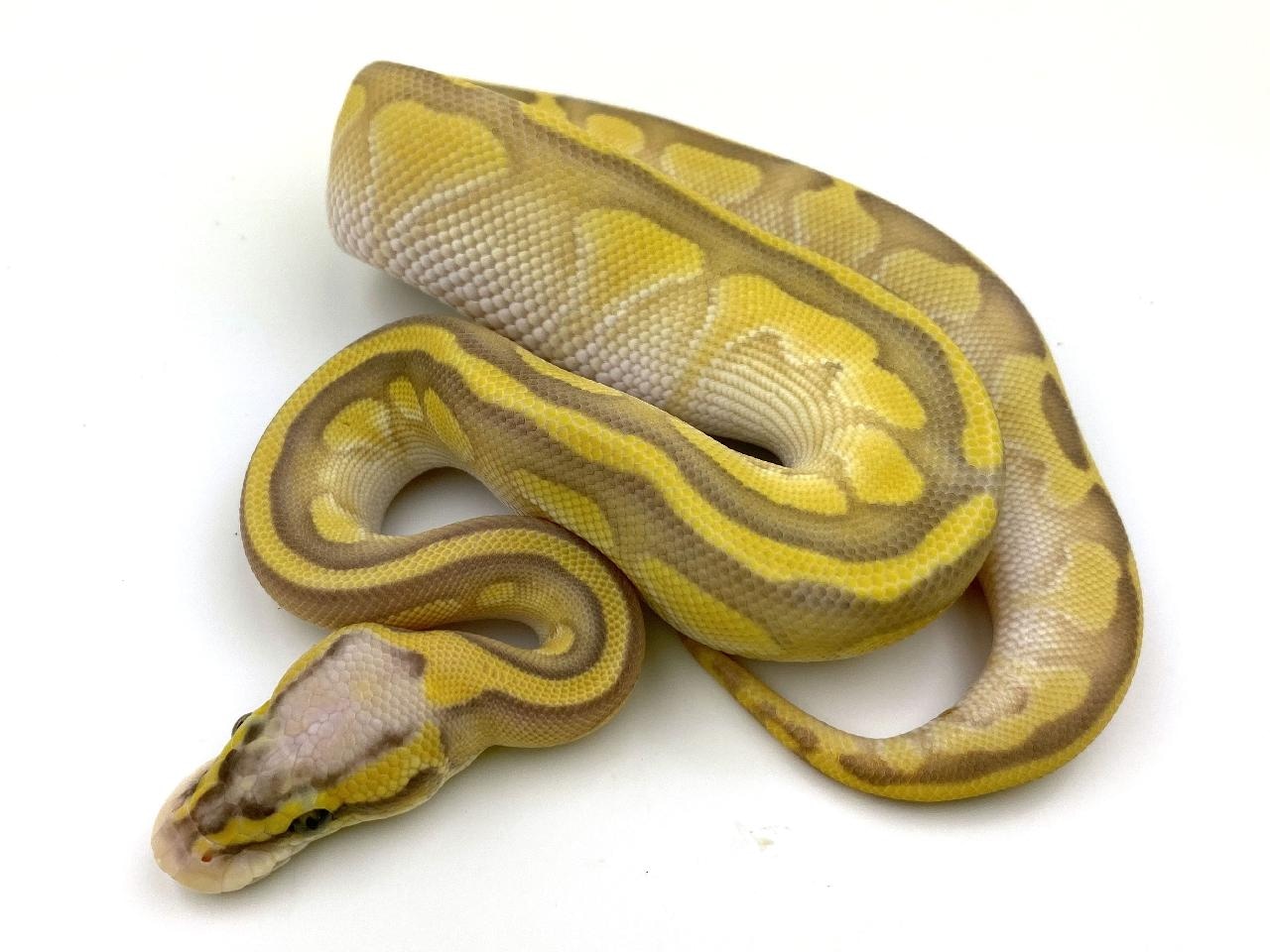 Super Pastel Enchi Lesser Hypo 100% Het Clown Ball Python by Royal ...