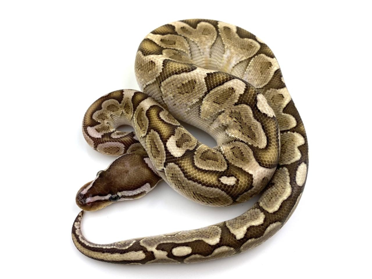 Bamboo 100% Het Genetic Stripe Ball Python by Royal Constrictor Designs ...