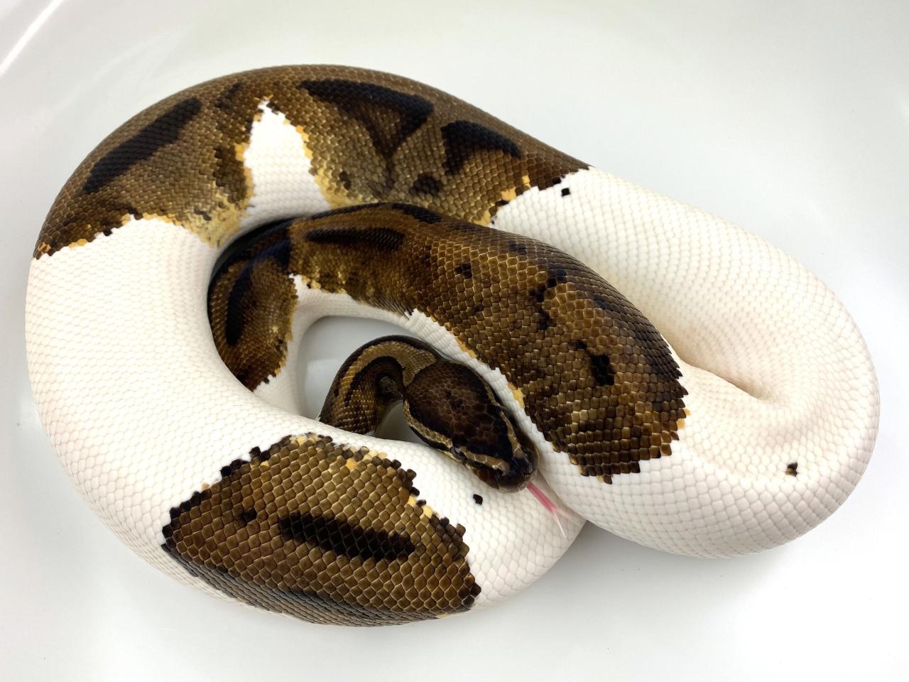 Pied Ball Python by Royal Constrictor Designs - MorphMarket