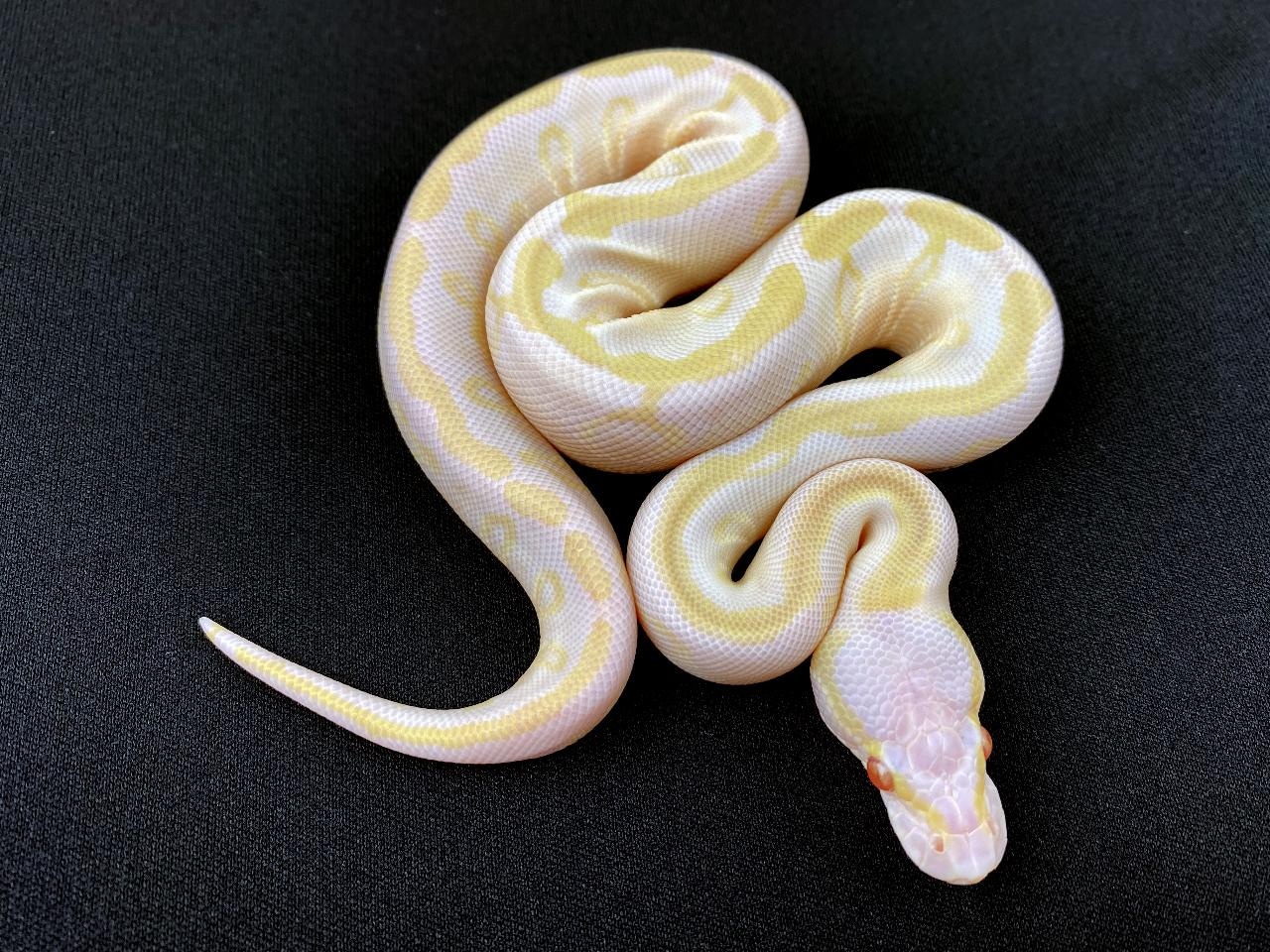 Albino GHI Mojave Ball Python by Royal Constrictor Designs - MorphMarket