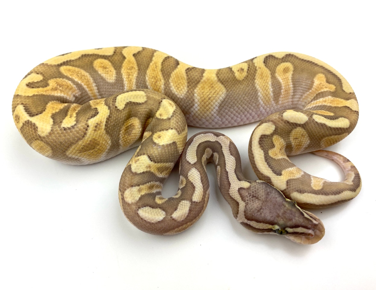 Hypo GHI Lesser Enchi +? Ball Python by Royal Constrictor Designs ...