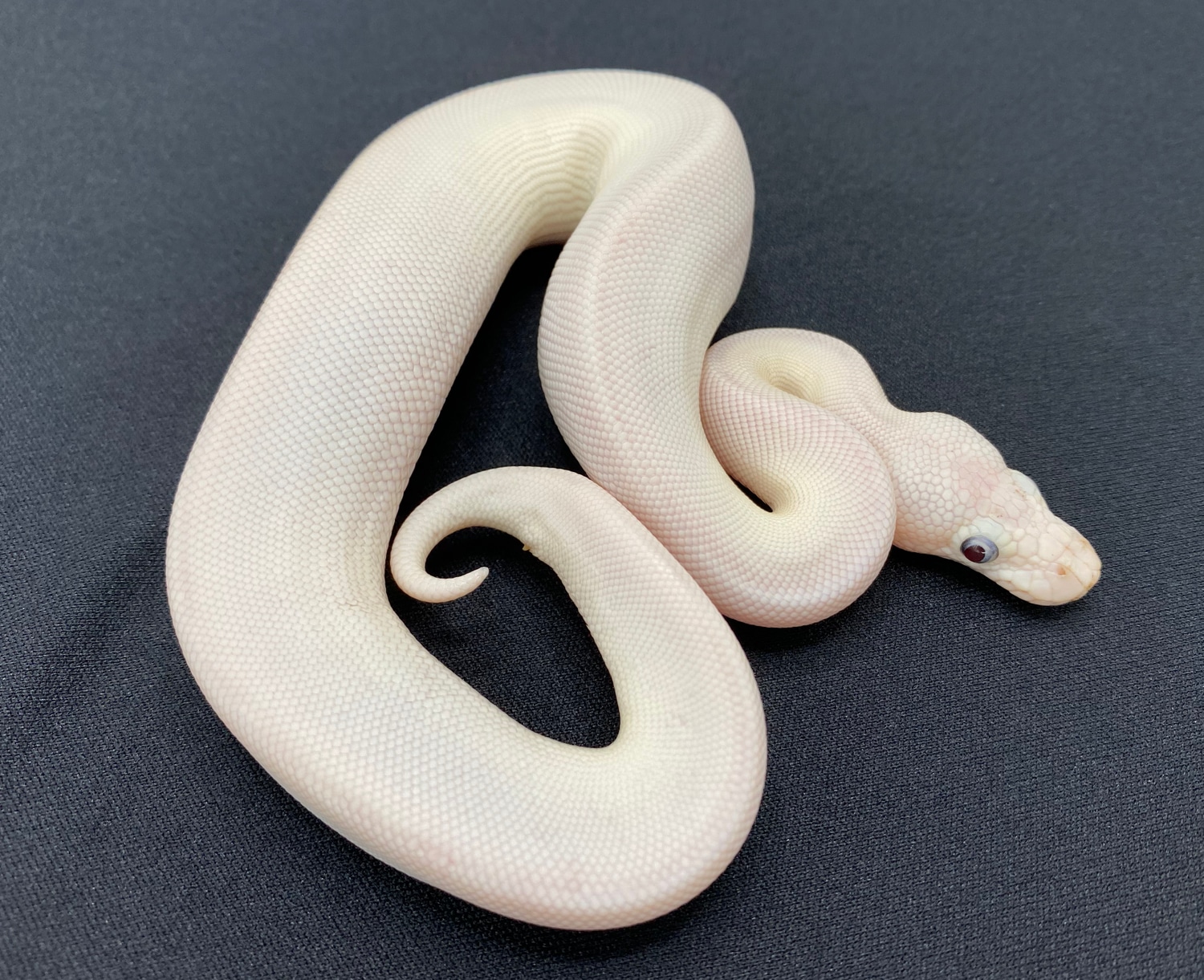 Blue Eye Leucistic Ball Python by Royal Constrictor Designs - MorphMarket