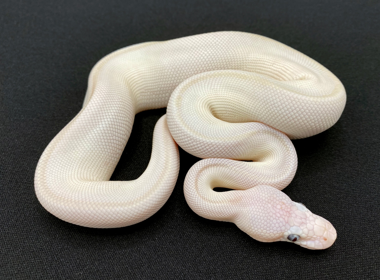 Blue Eye Leucistic Ball Python by Royal Constrictor Designs - MorphMarket