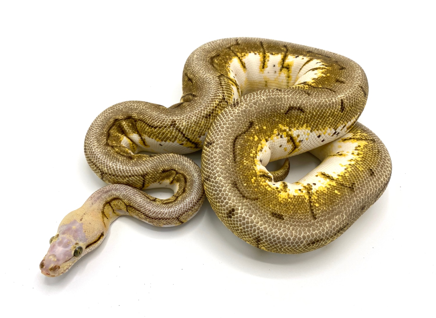 Microscale Spinnerblast Ball Python by Royal Constrictor Designs ...