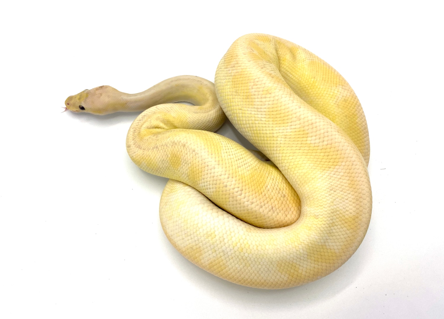 Pastel Champagne +? Ball Python by Royal Constrictor Designs - MorphMarket