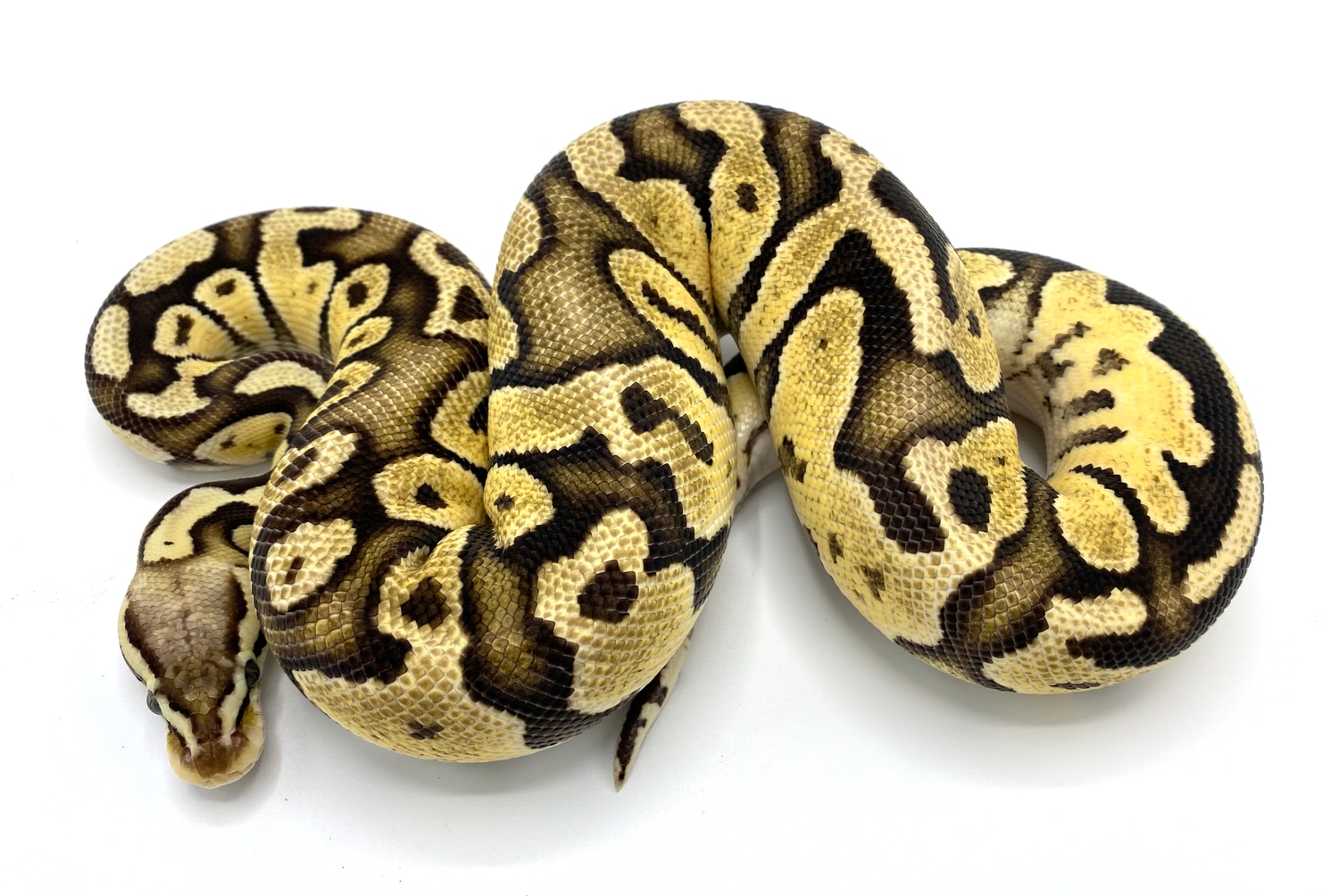Firefly 100% Het VPI Axanthic Ball Python by Royal Constrictor Designs ...