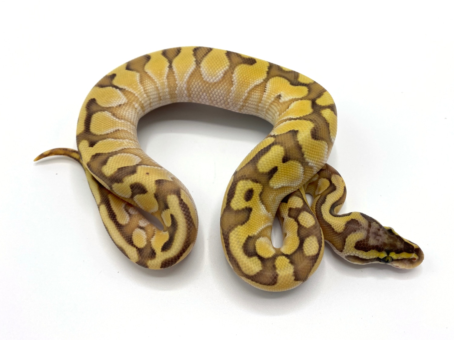 Hypo Pastel Enchi Lesser Ball Python by Royal Constrictor Designs