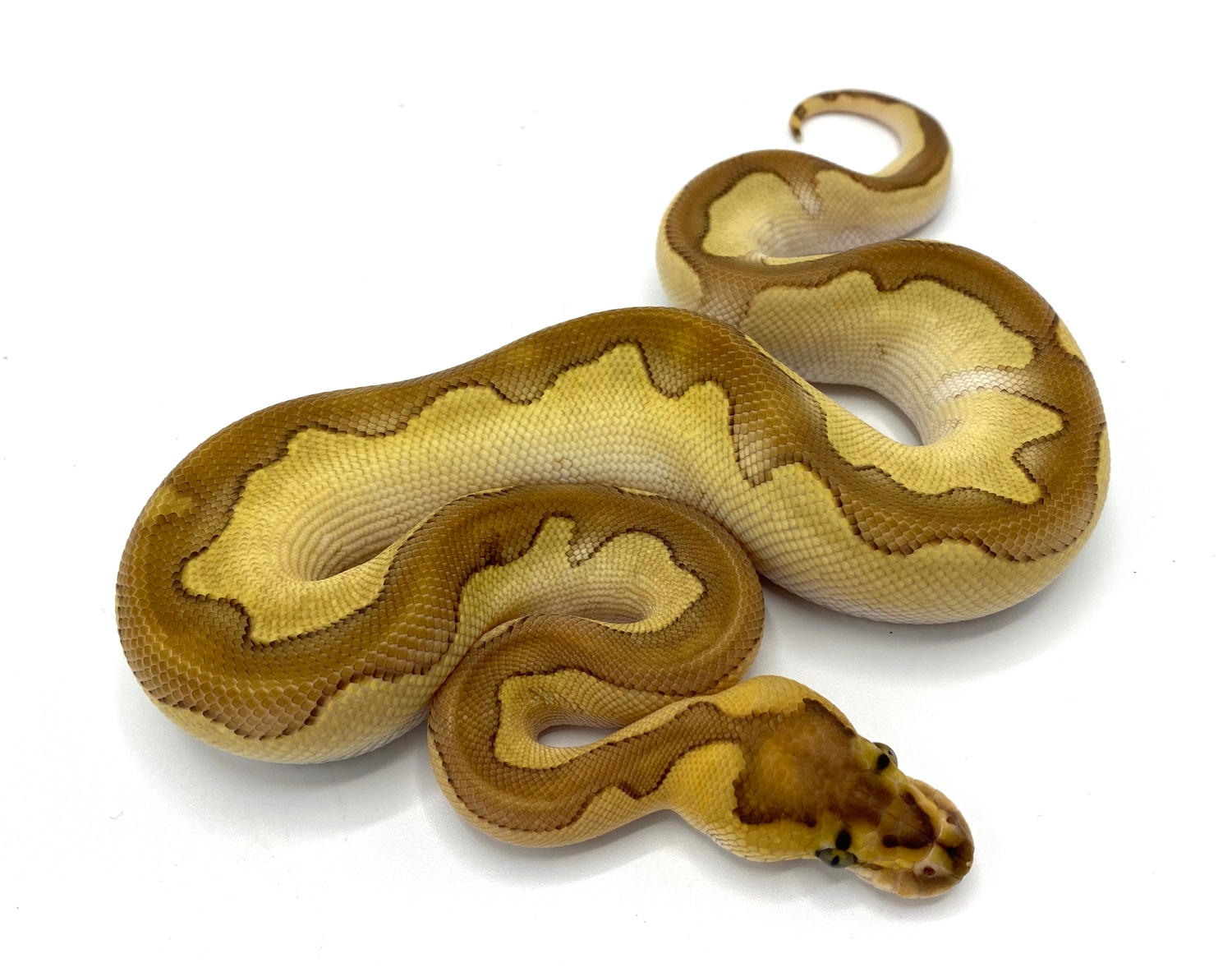 Butter Enchi Clown Ball Python by Royal Constrictor Designs - MorphMarket