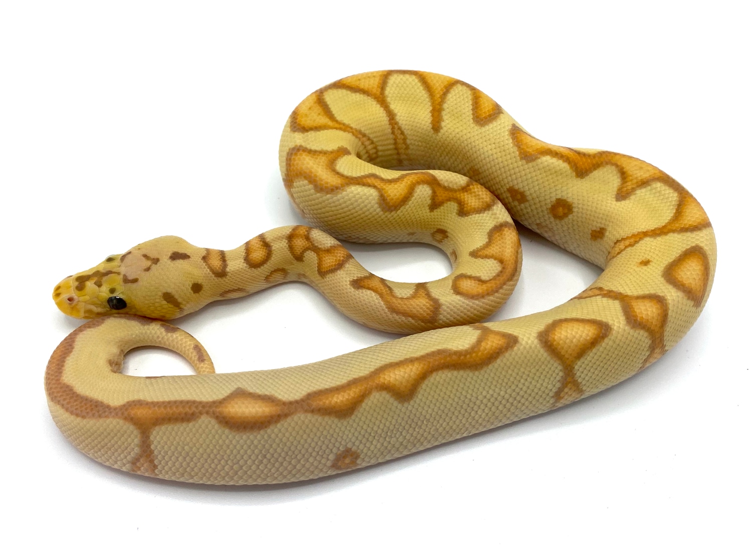 Banana Pastel Yellowbelly Enchi Clown Ball Python by Royal Constrictor