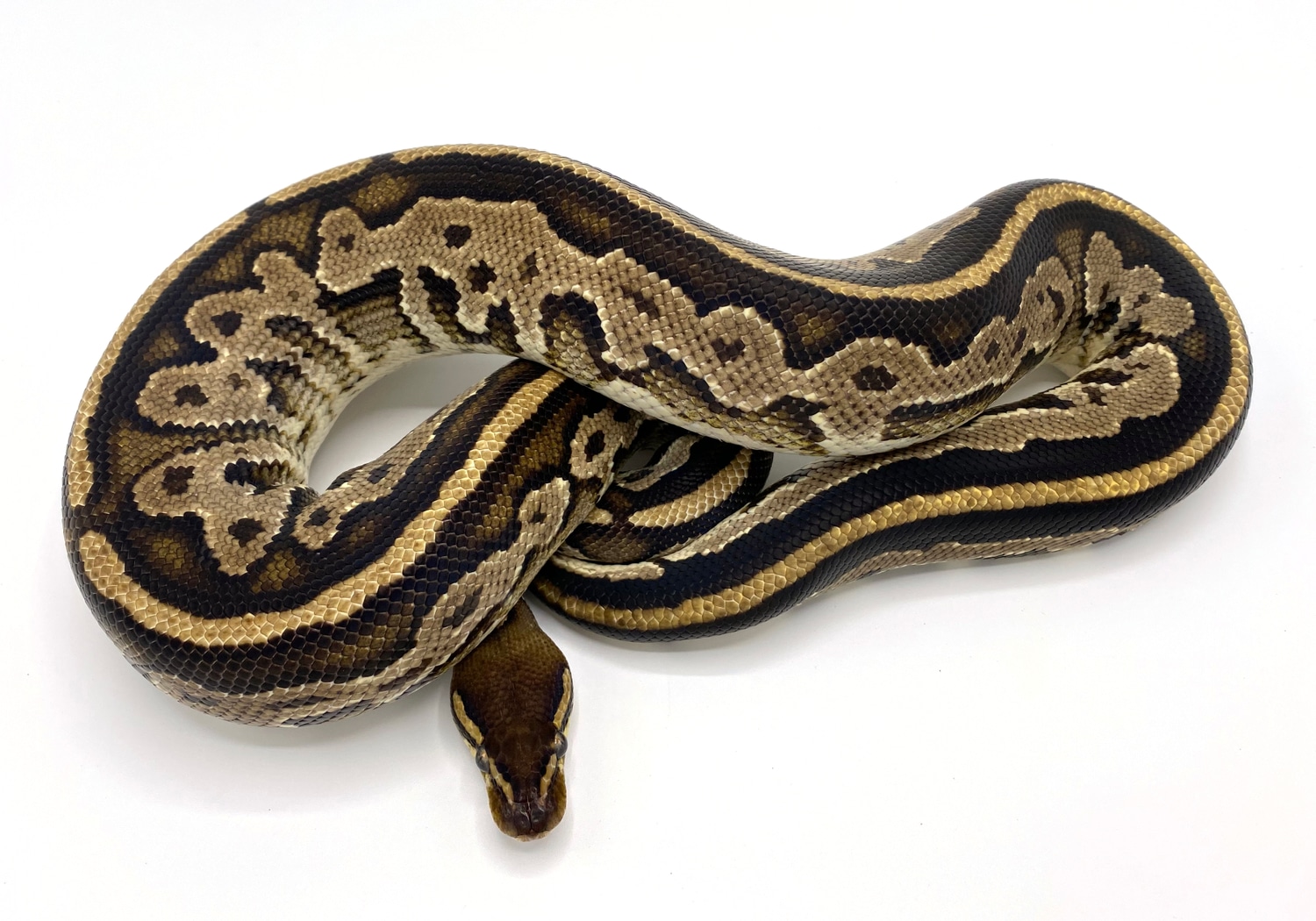 Bongo 100 Het Pied Breeder Ball Python by Royal Constrictor Designs
