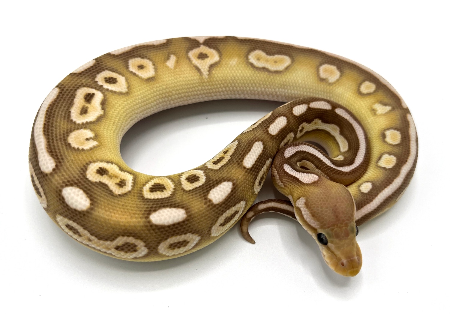 Banana Cinnamon Lesser Ball Python by Royal Constrictor Designs ...