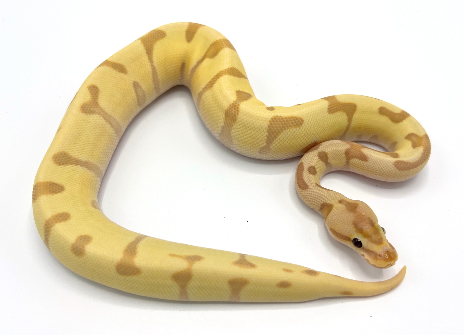 Banana Super Enchi Orange Dream Fire Ball Python by Royal Constrictor