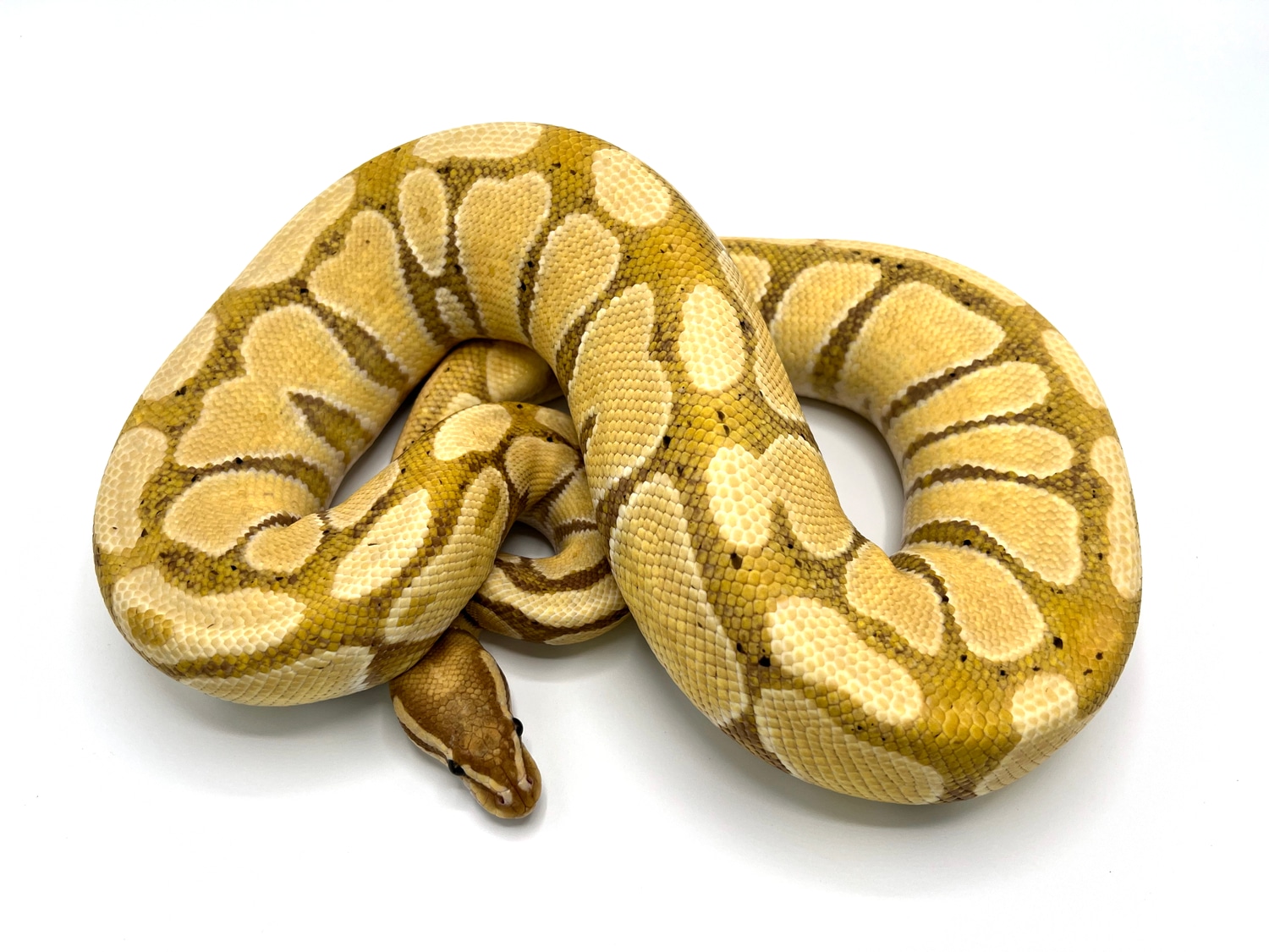 Banana 100 Het Hypo Breeder Ball Python by Royal Constrictor Designs