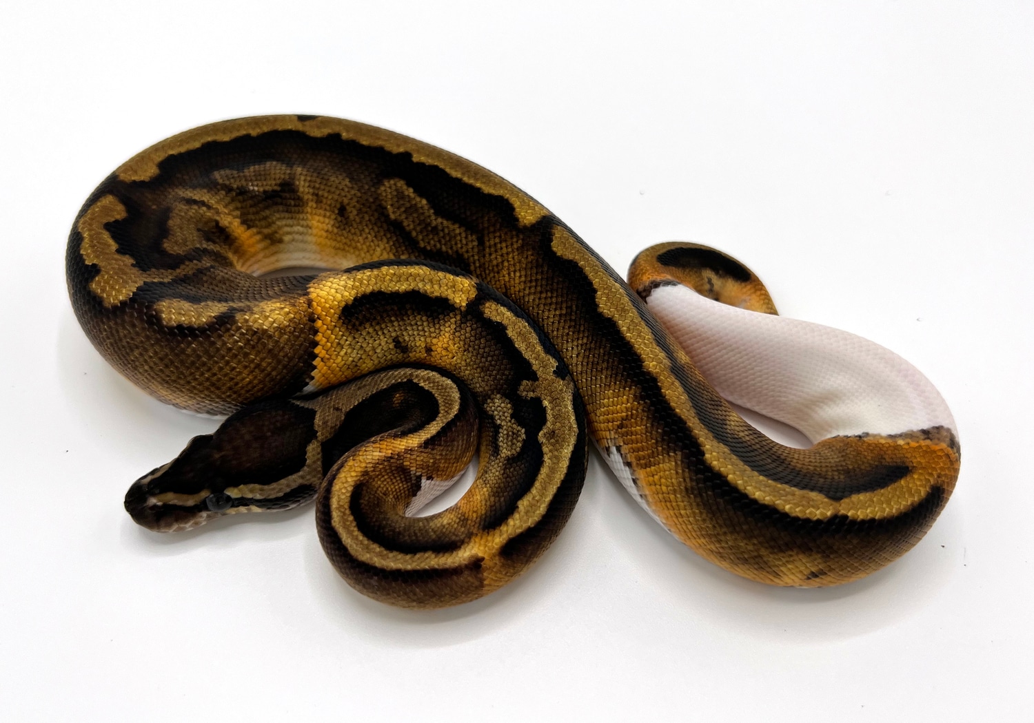 GHI Pied Ball Python by Royal Constrictor Designs MorphMarket