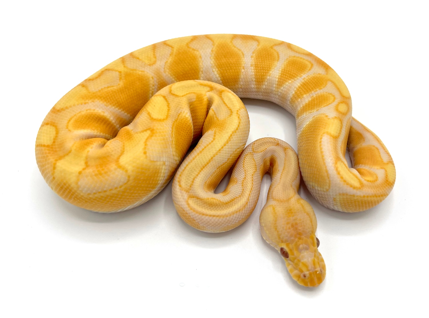 Albino Black Pastel Enchi Ball Python by Royal Constrictor Designs MorphMarket