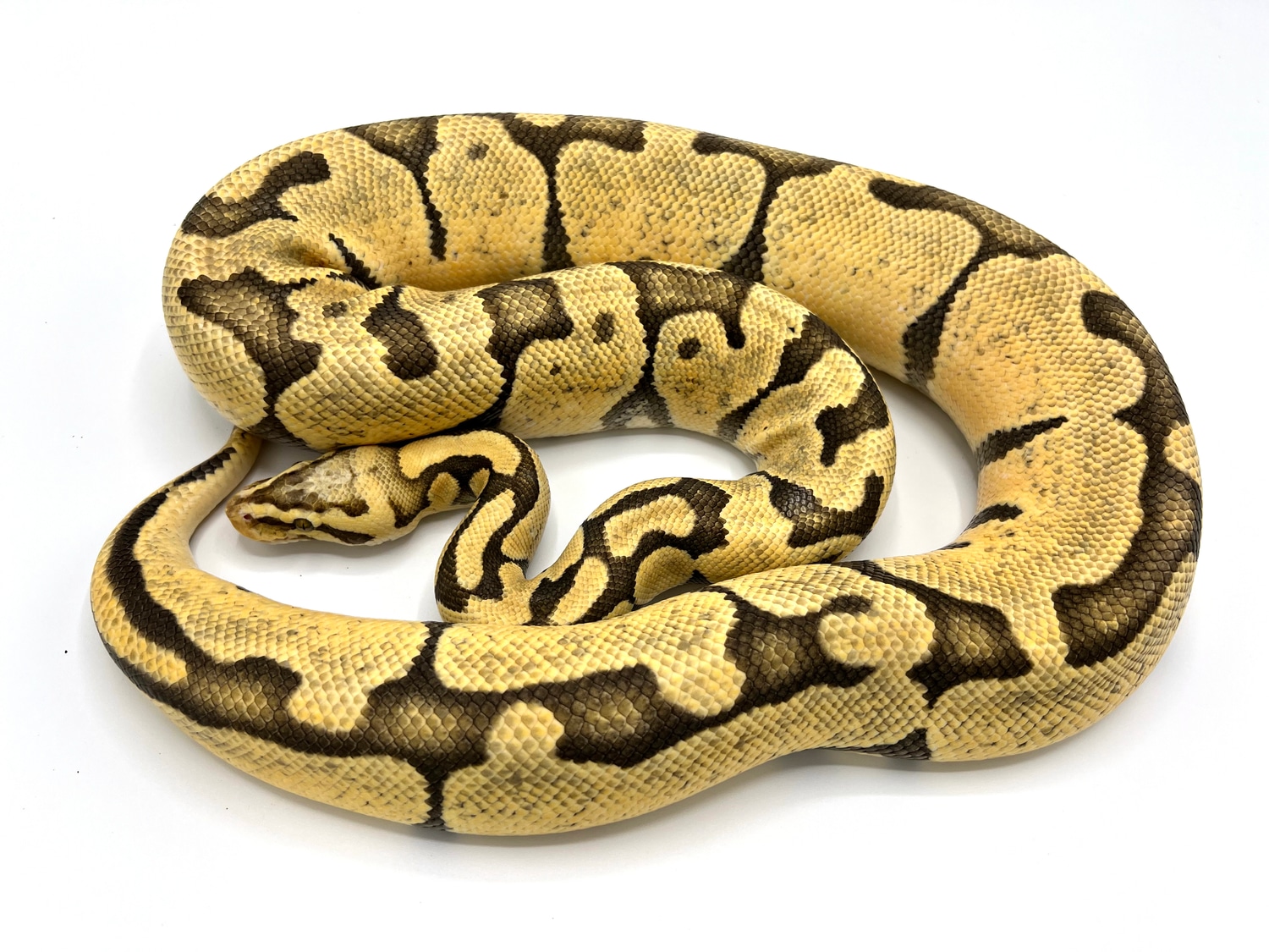 Hypo Pastel Enchi Breeder Ball Python by Royal Constrictor Designs ...