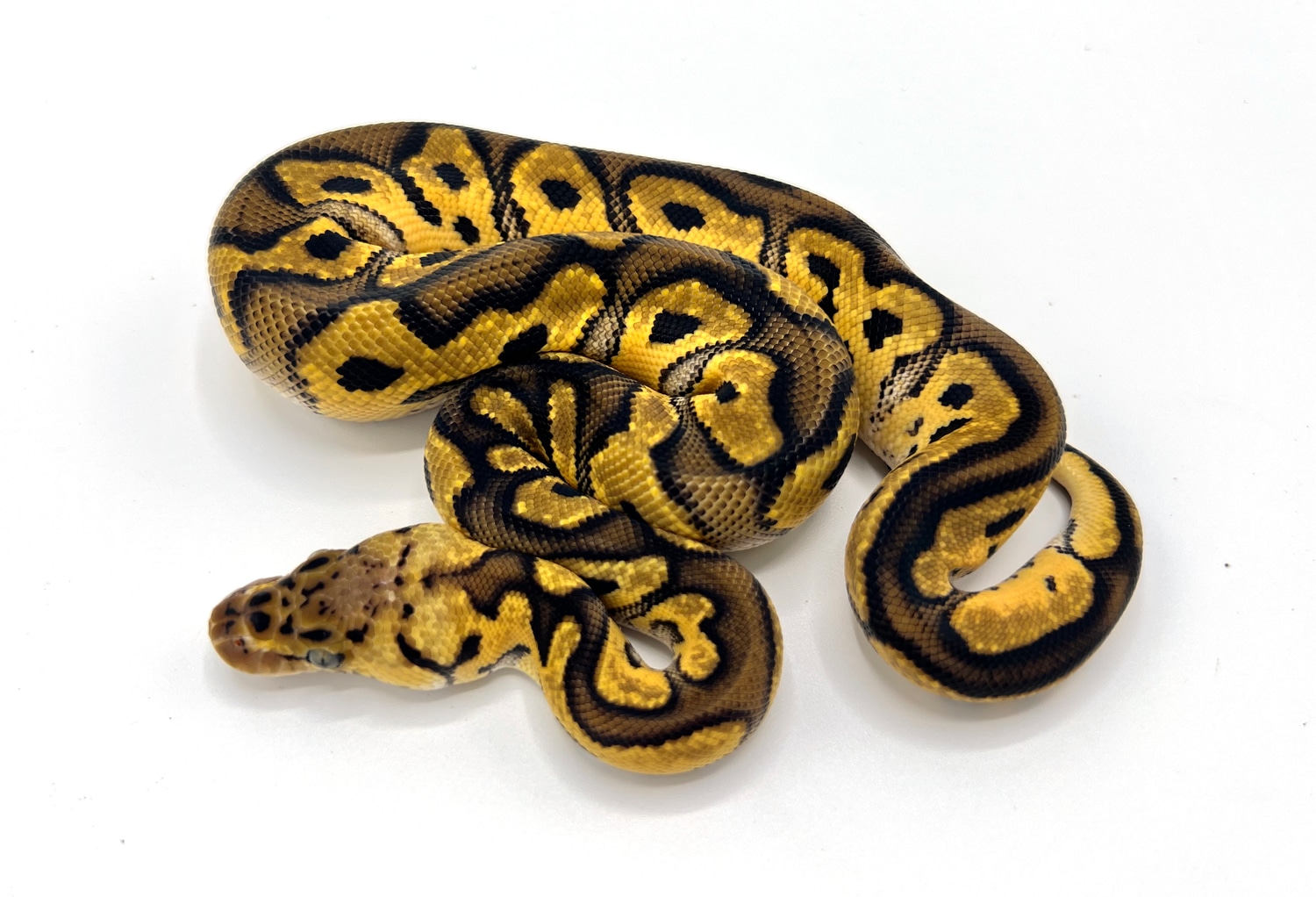 Pastel Clown 100% Het Pied Ball Python by Royal Constrictor Designs ...