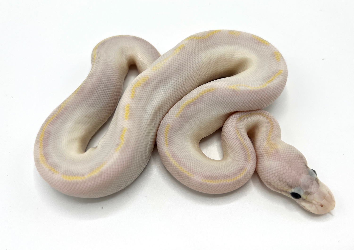 Super Pastel Ivory Ball Python by Royal Constrictor Designs - MorphMarket