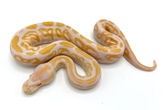 Albino Black Pastel Ball Python by Royal Constrictor Designs
