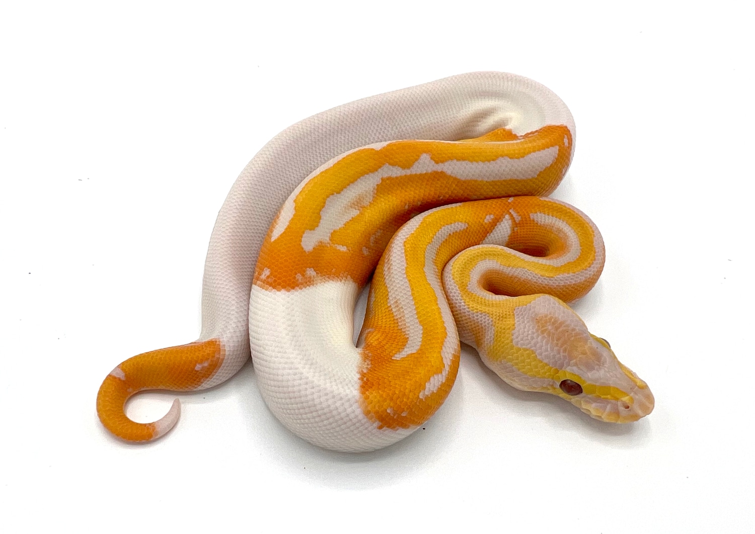 Dreamsicle Ball Python by Royal Constrictor Designs - MorphMarket