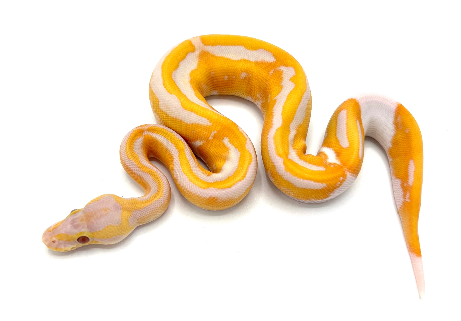Dreamsicle Ball Python by Royal Constrictor Designs - MorphMarket