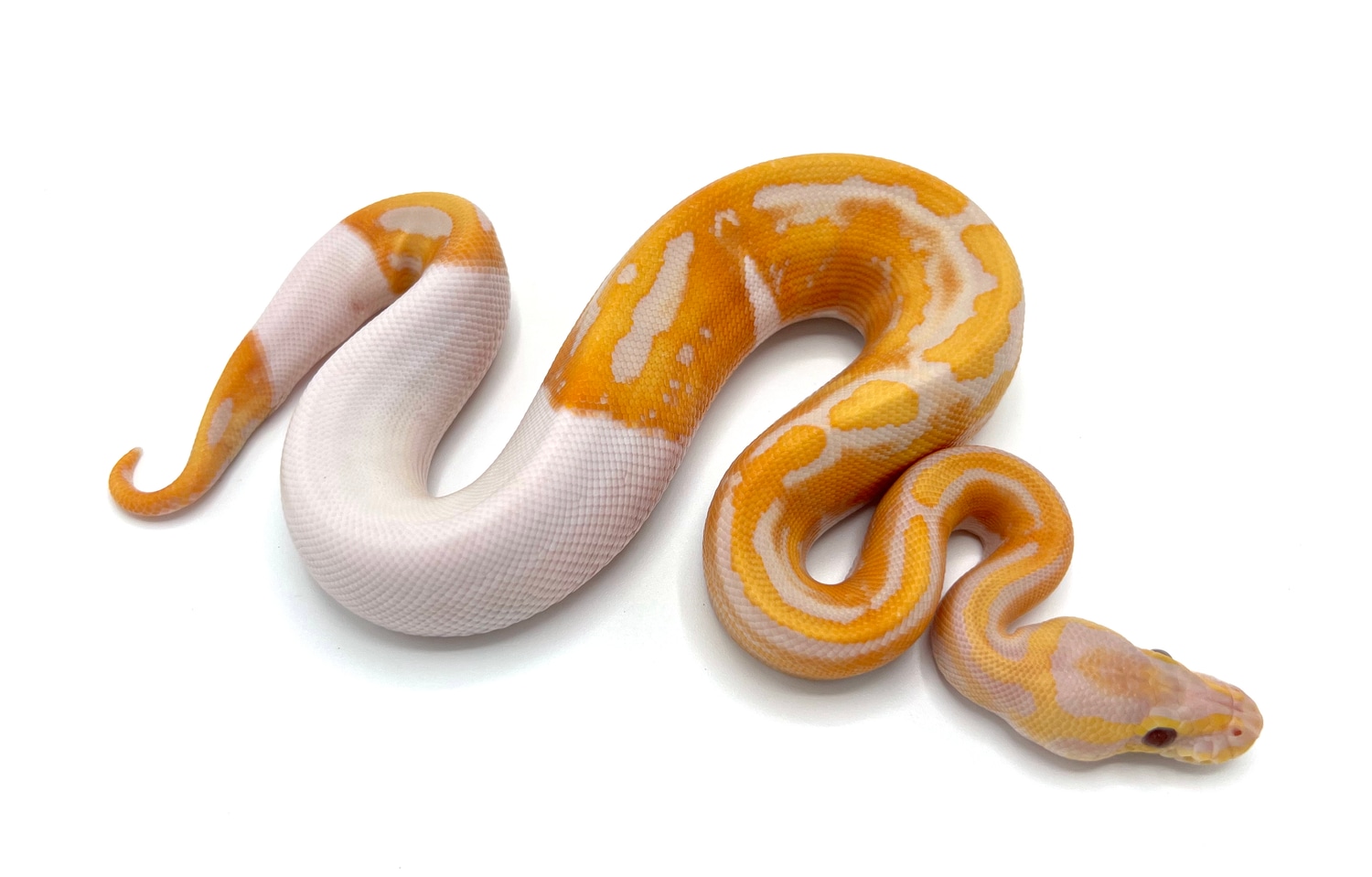 Dreamsicle Ball Python by Royal Constrictor Designs - MorphMarket