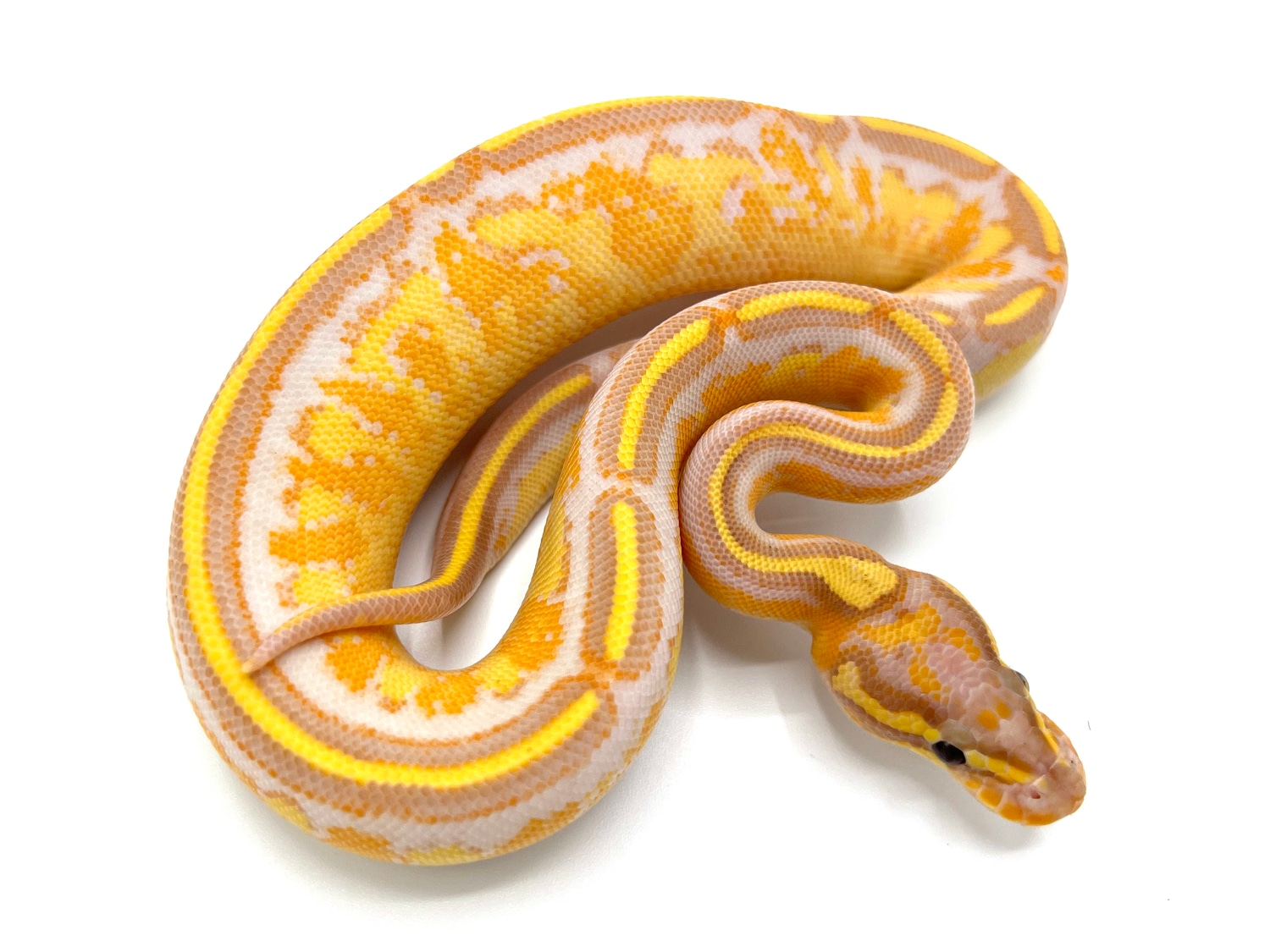 Banana Freeway Ball Python by Royal Constrictor Designs MorphMarket