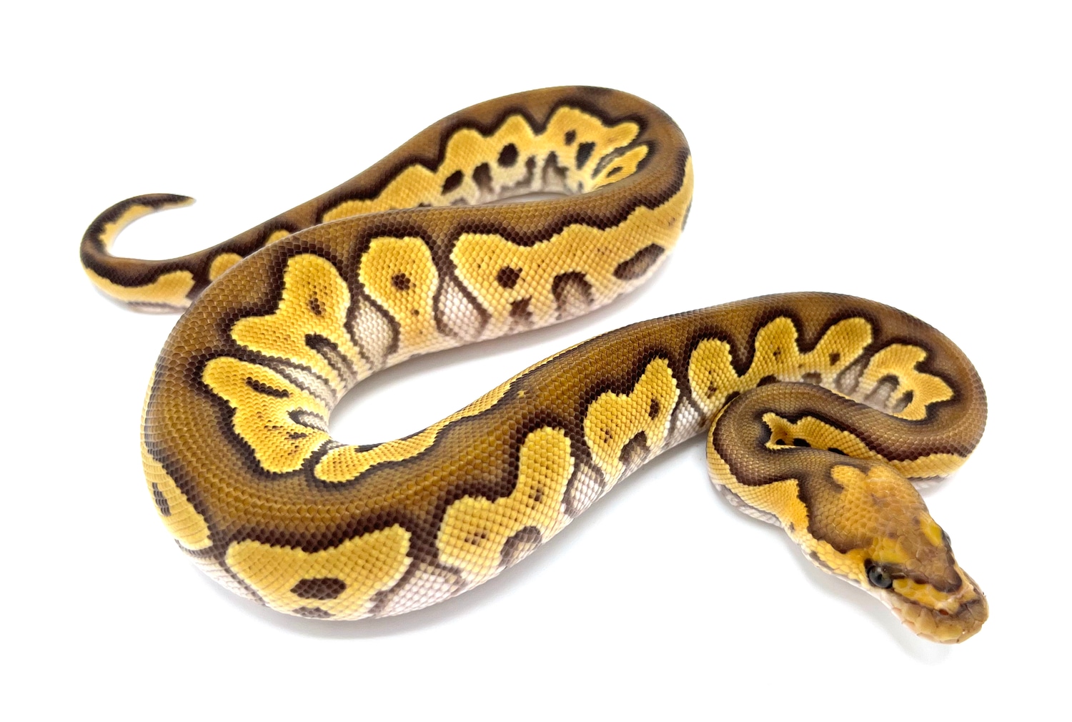 Mojave Clown 100% Het Ultramel Ball Python by Royal Constrictor Designs ...