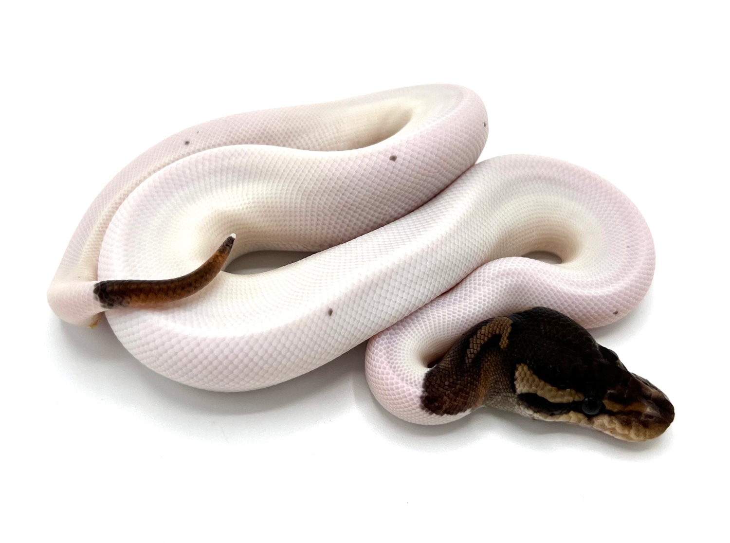 Black Pastel Pied Ball Python by Royal Constrictor Designs - MorphMarket