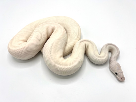 Blue Eyed Leucistic Breeder Ball Python by Royal Constrictor Designs