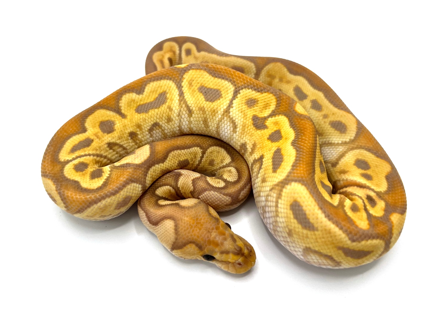 Banana GHI Clown Ball Python by Royal Constrictor Designs MorphMarket