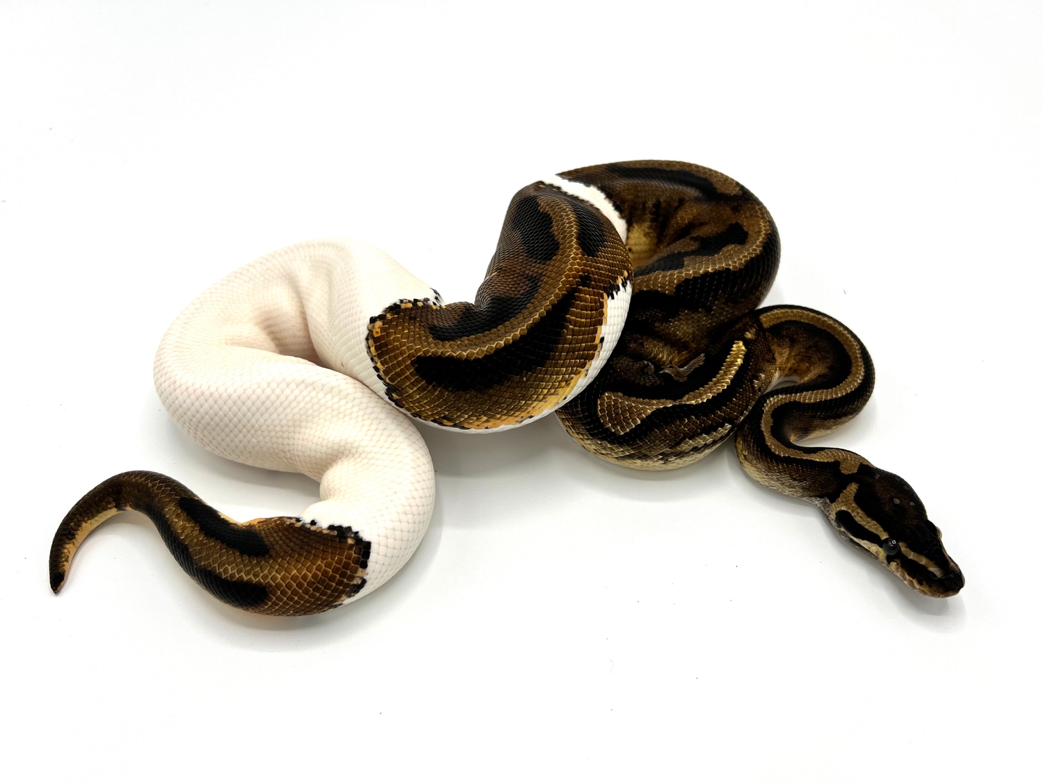 Paradox Bongo? Pied Ball Python by Royal Constrictor Designs - MorphMarket