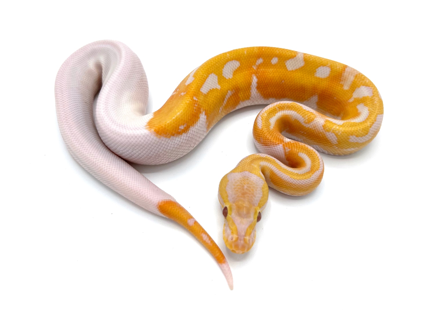 Dreamsicle Ball Python by Royal Constrictor Designs - MorphMarket