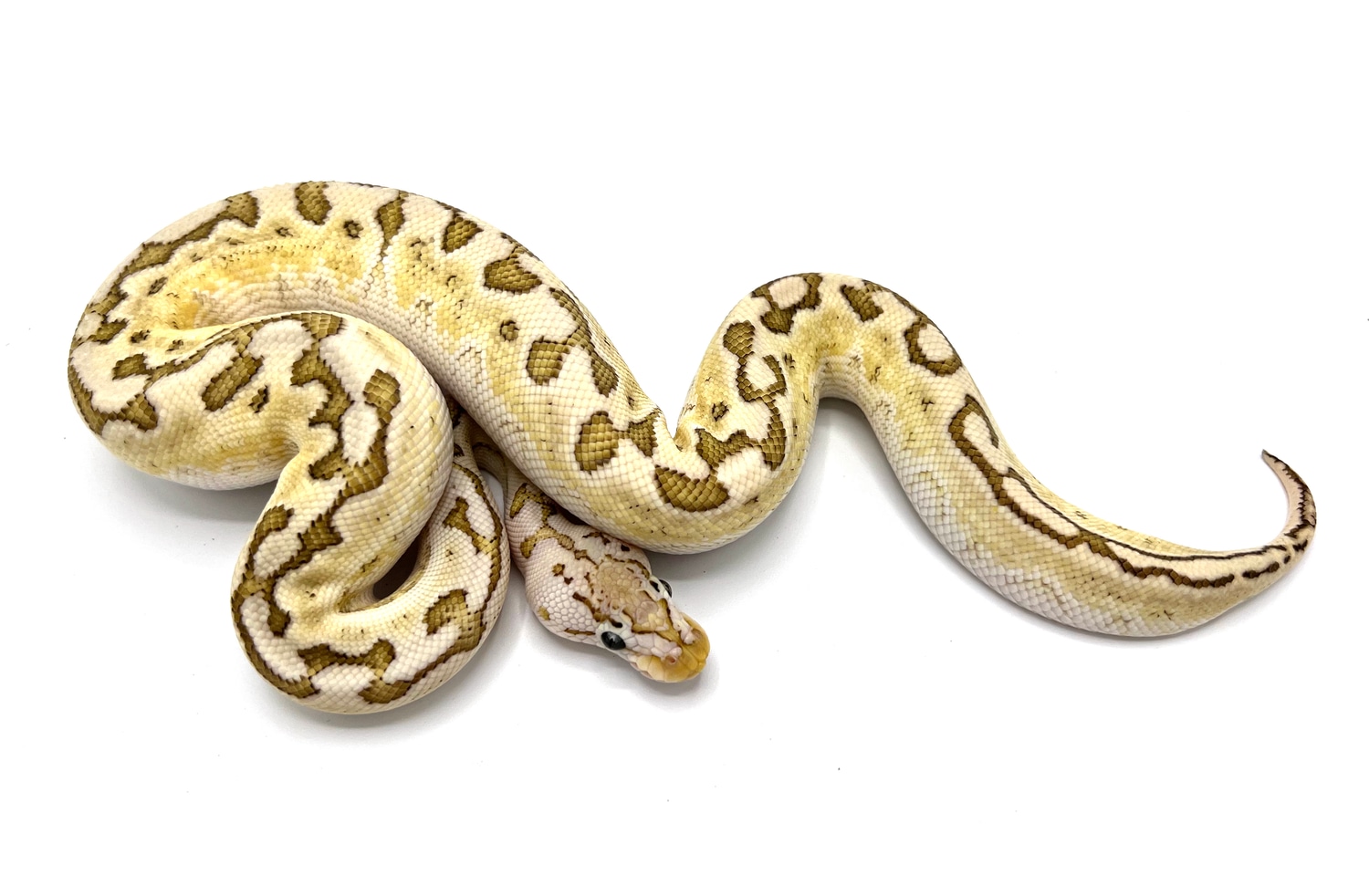 Pastel Bamboo Crypton Ball Python by Royal Constrictor Designs ...