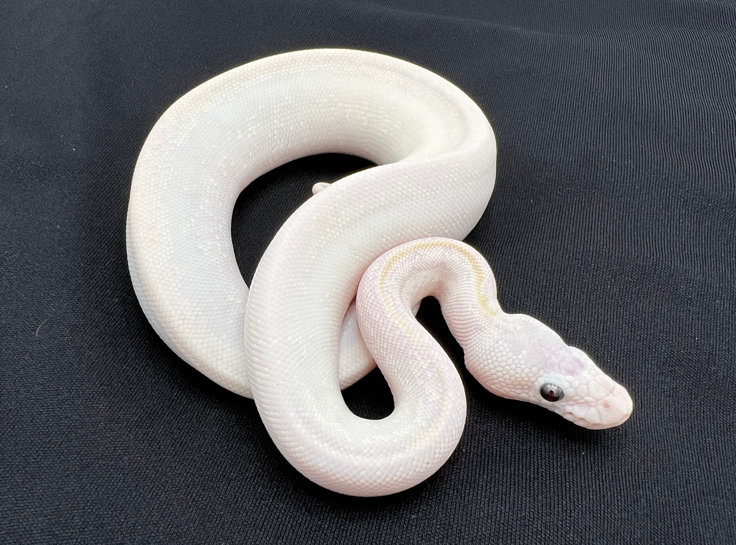 Super Bamboo Ball Python by Royal Constrictor Designs - MorphMarket