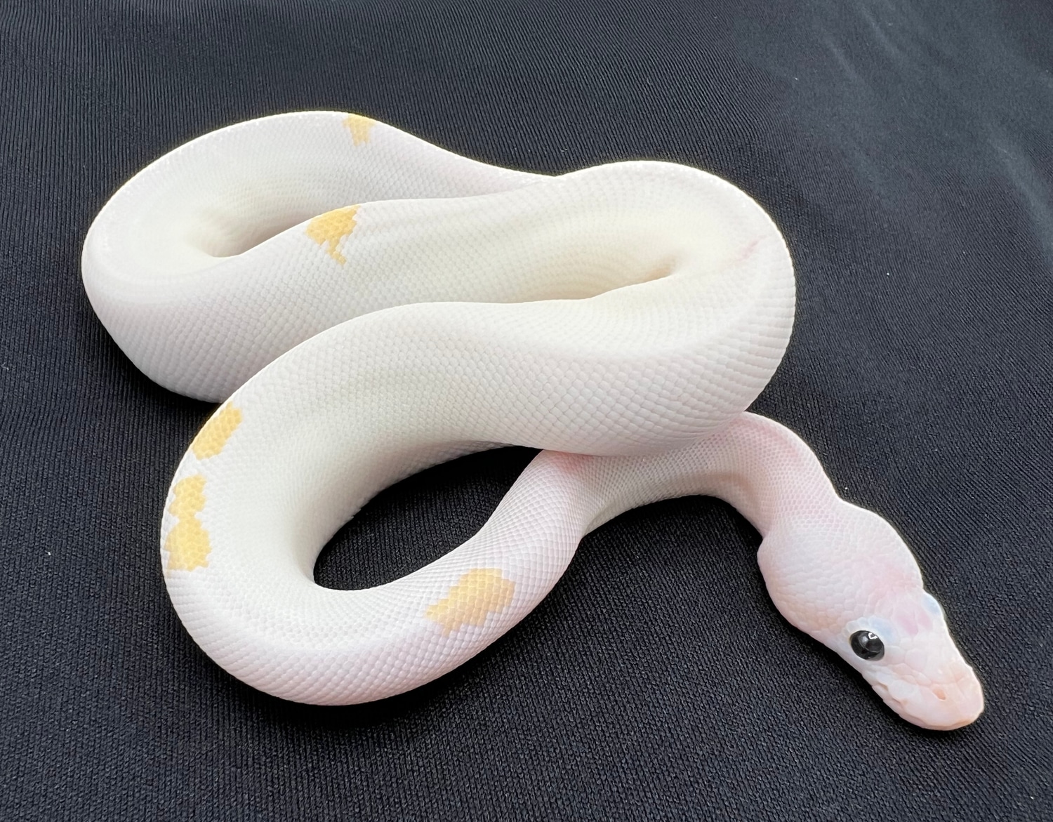 Super Fire Ball Python by Royal Constrictor Designs MorphMarket