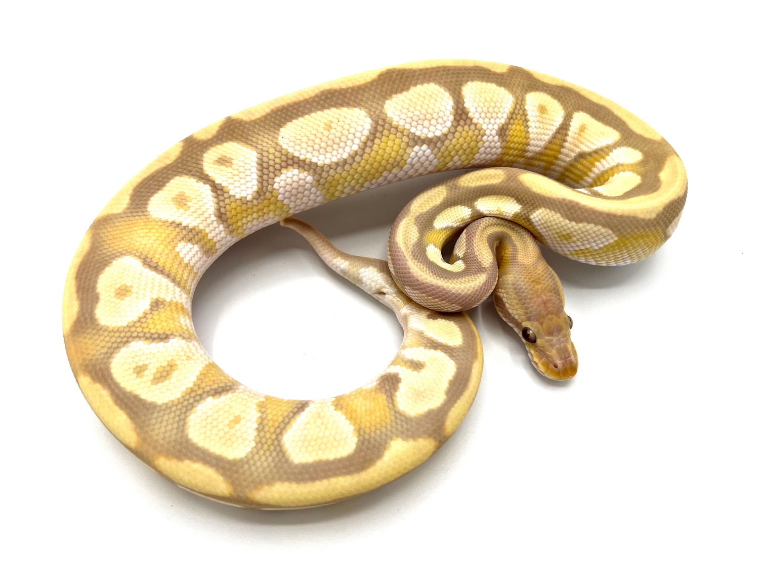 Toffino Mojave Ball Python by Royal Constrictor Designs - MorphMarket