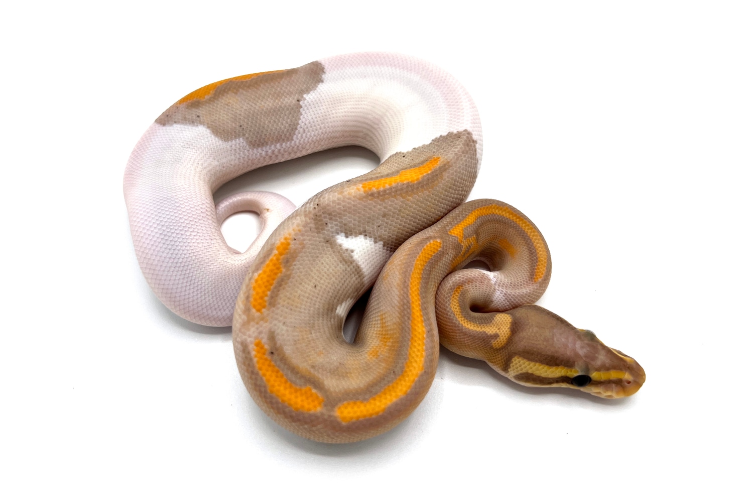 Coral Glow Black Pastel Enchi Pied Ball Python by Royal Constrictor