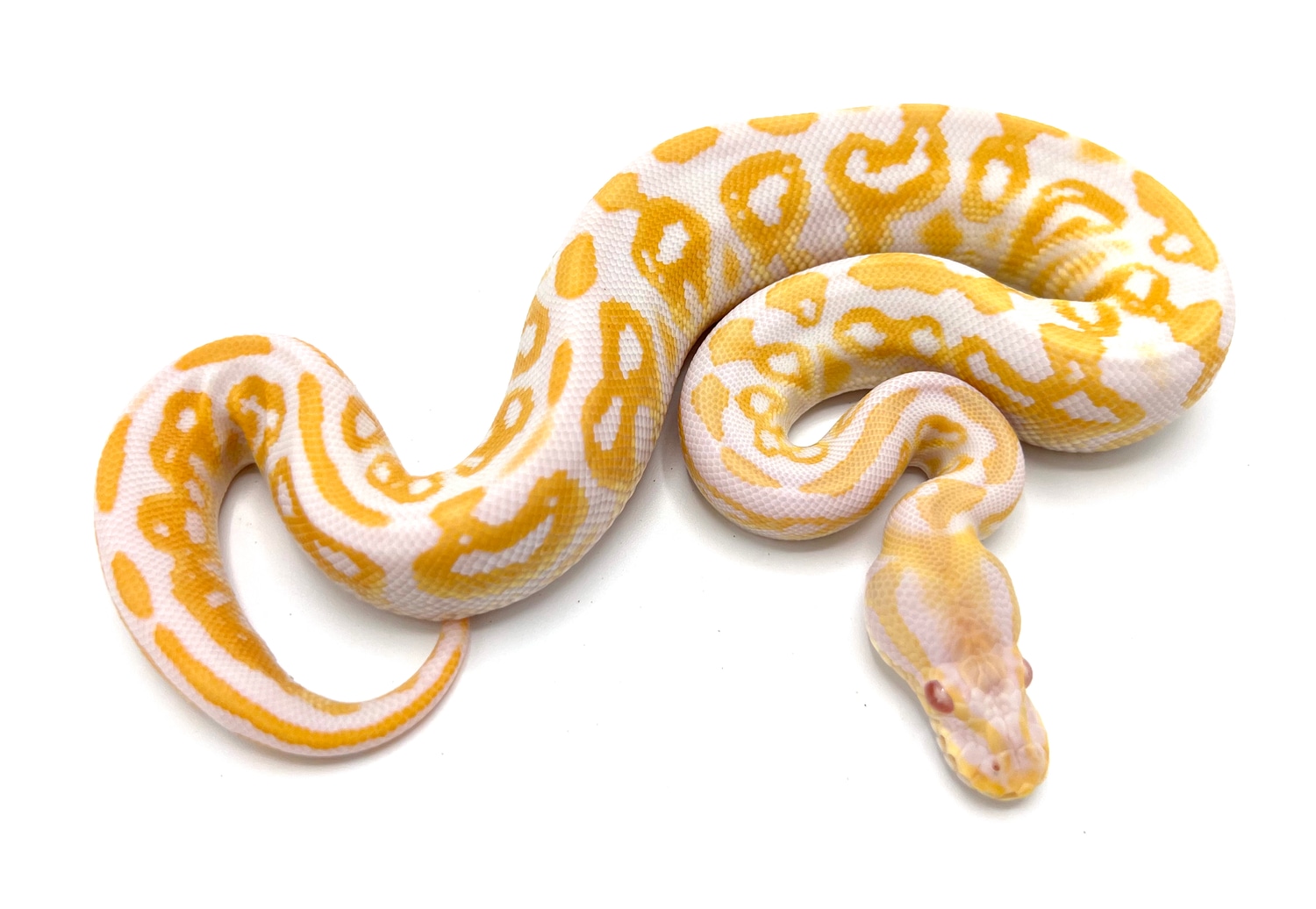 Albino Black Pastel Ball Python by Royal Constrictor Designs - MorphMarket